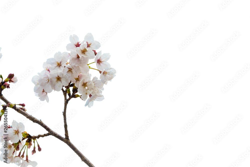 Beautiful Cherry blossom flower in blooming with branch isolated on white background for spring season Beautiful Cherry blossom flower in blooming with branch isolated on white background for spring season