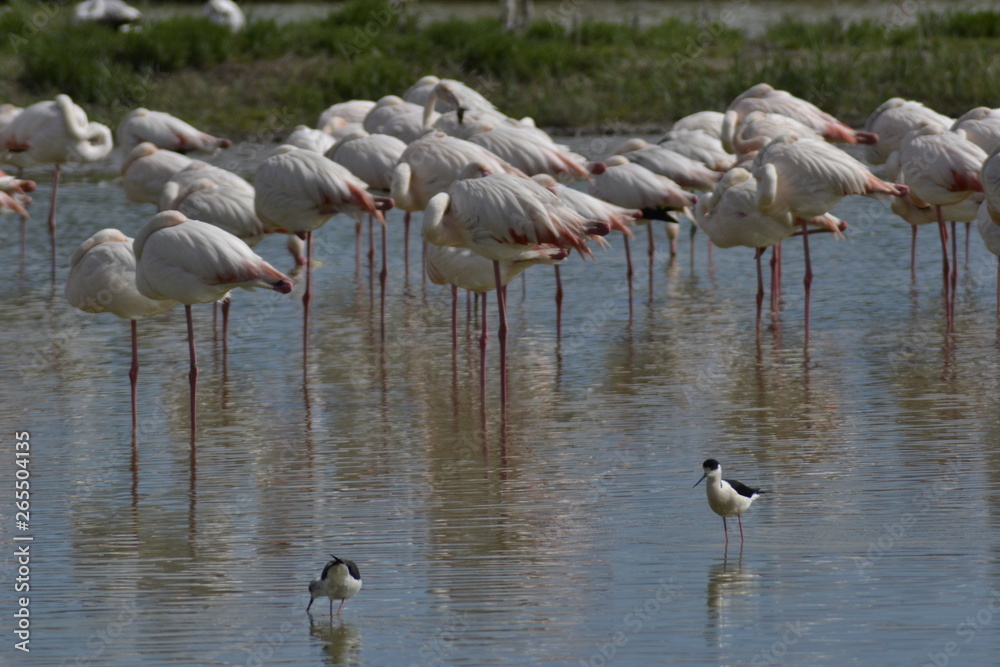 Fenicotteri rosa della Camargue, parco ornitologico, Les Saintes Maries De La Mer, Provence, Syud France Fenicotteri rosa della Camargue, parco ornitologico, Les Saintes Maries De La Mer, Provence, Syud France