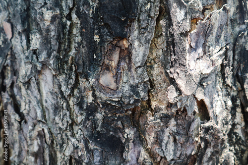 Beautiful closeup textures abstract bark tree and wood background 