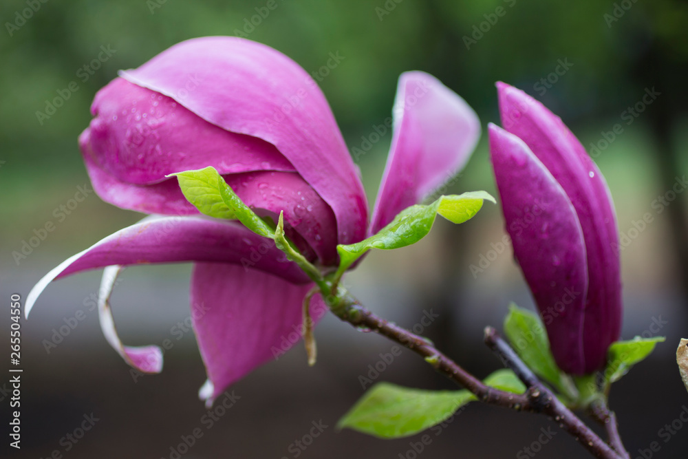 Natural background concept: pink magnolia flowers on tree branch, there are raindrops on the petals, blur. Natural background concept: pink magnolia flowers on tree branch, there are raindrops on the petals, blur.