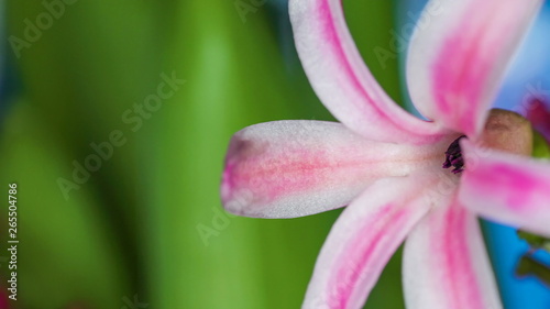 21952_A_bud_inside_the_petal_of_the_hyacinth_on_a_macro_shot.jpg