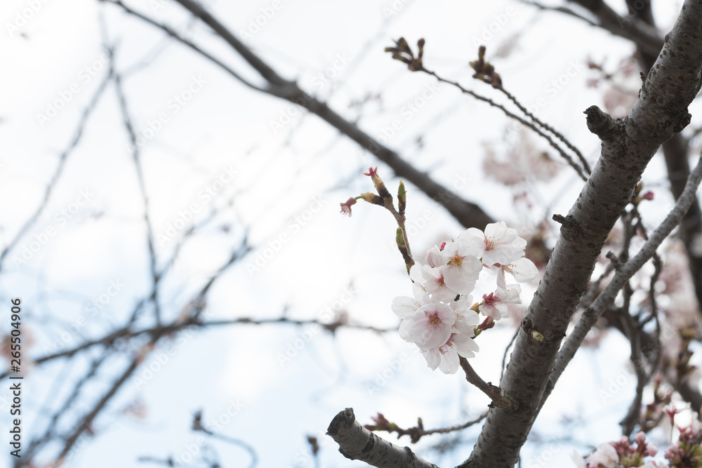 Beautiful cherry blossom sakura in spring time Beautiful cherry blossom sakura in spring time