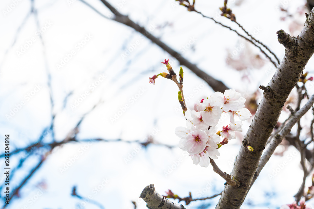 Beautiful cherry blossom sakura in spring time Beautiful cherry blossom sakura in spring time