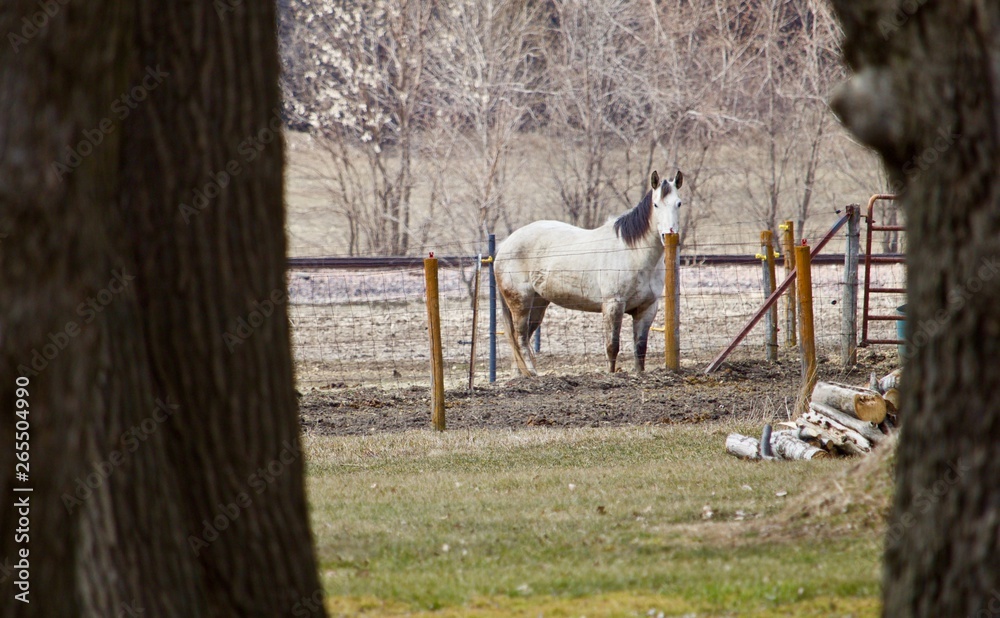 Obraz premium White Horse Peeks