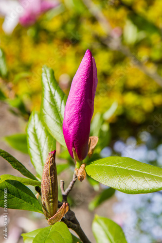 Magnolia blooming in the spring 