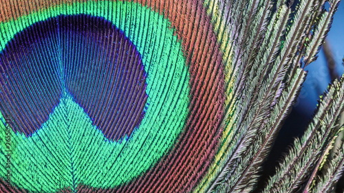 22049_The_colorful_peacock_feathers_on_a_macro_shot.jpg © Nordicstocks
