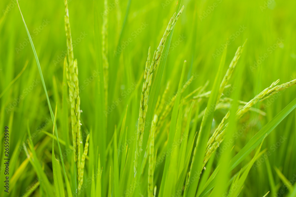 Rice in rice field, Selection focus only on some points in the image.