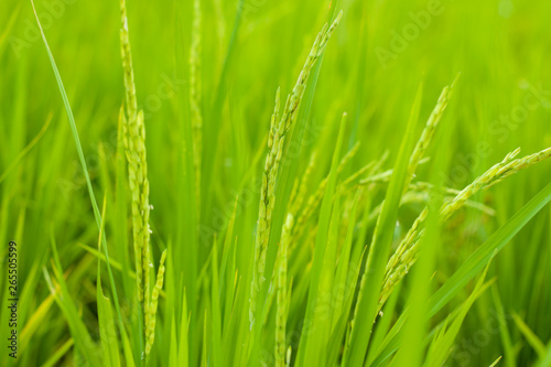 Rice in rice field, Selection focus only on some points in the image.