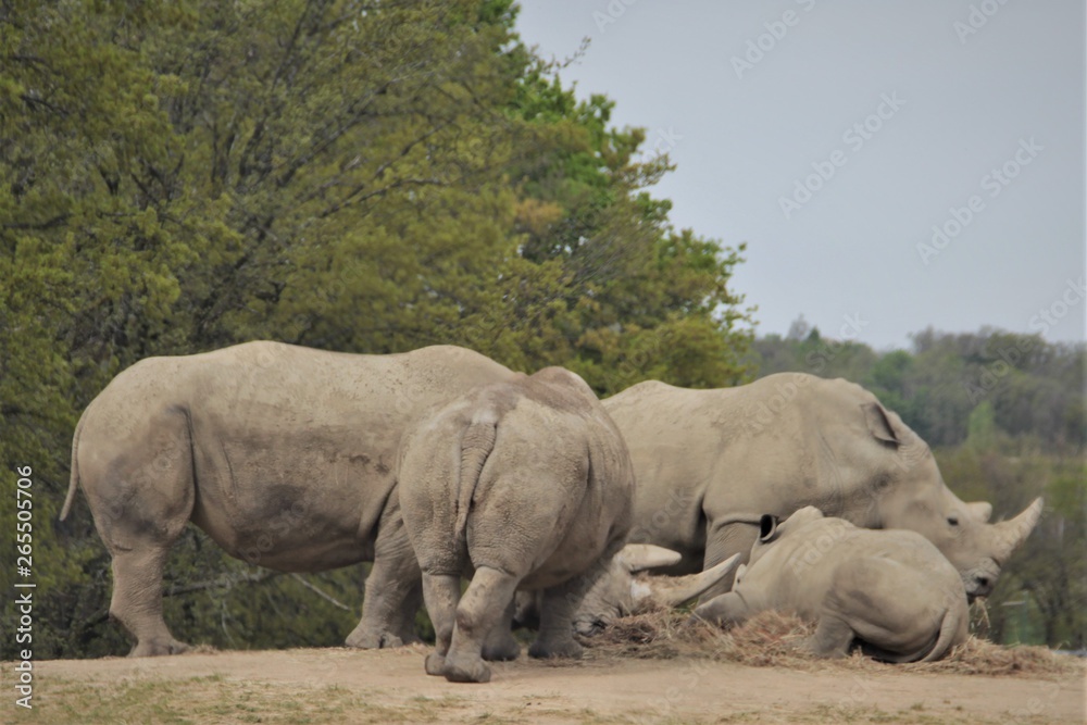 Fototapeta premium Rassemblement !