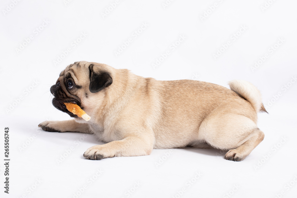 Dog pug breed eating Dog treats feeling happiness and enjoy,isolated on grey background,Happy Purebred Dog Concept