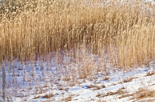 Prairie Grass in the Snow