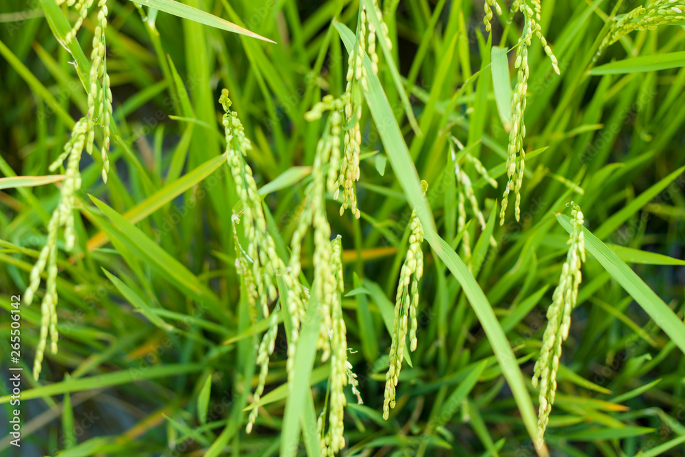 Rice in rice field, Selection focus only on some points in the image. Rice in rice field, Selection focus only on some points in the image.