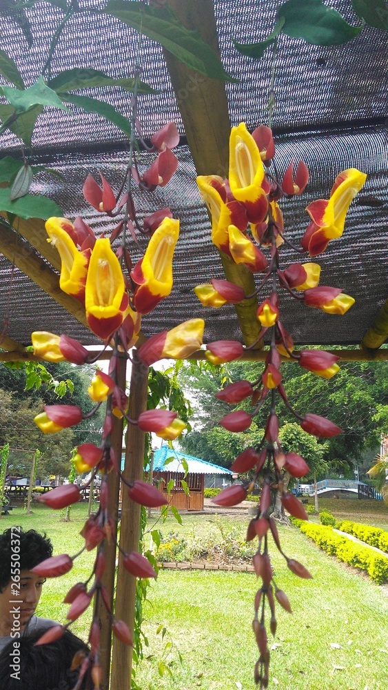 Fototapeta premium Flores