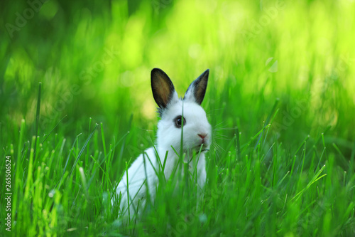 Funny white bunny on a green meadow