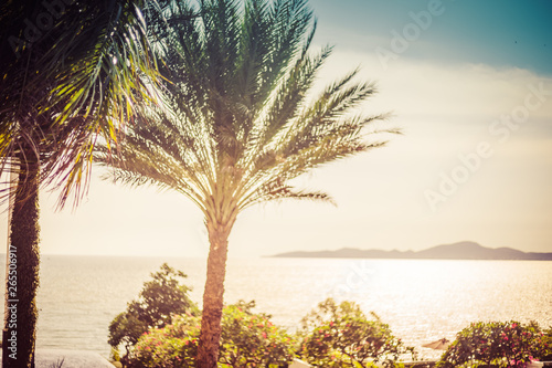 Beautiful view of amazing tropical scenery with exotic palm trees.