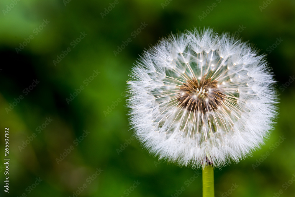 Fototapeta premium dandelion on background of green grass