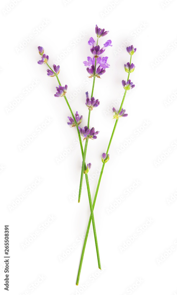 Bunch of Lavender flowers on a white background Bunch of Lavender flowers on a white background