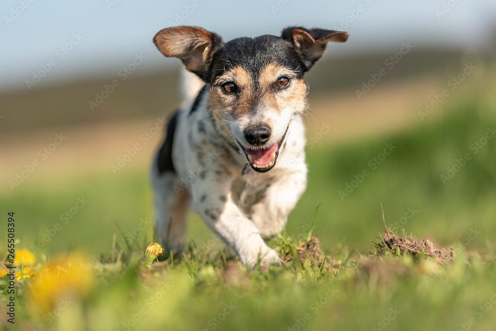 Portrait of a Jack Russell Terrier dog outdoor in nature against a blue sky