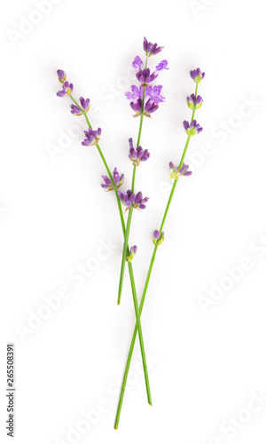 Bunch of Lavender flowers on a white background