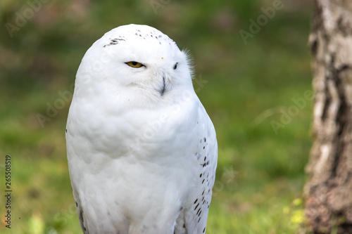 Beautiful standing portrait of the snowy owl
