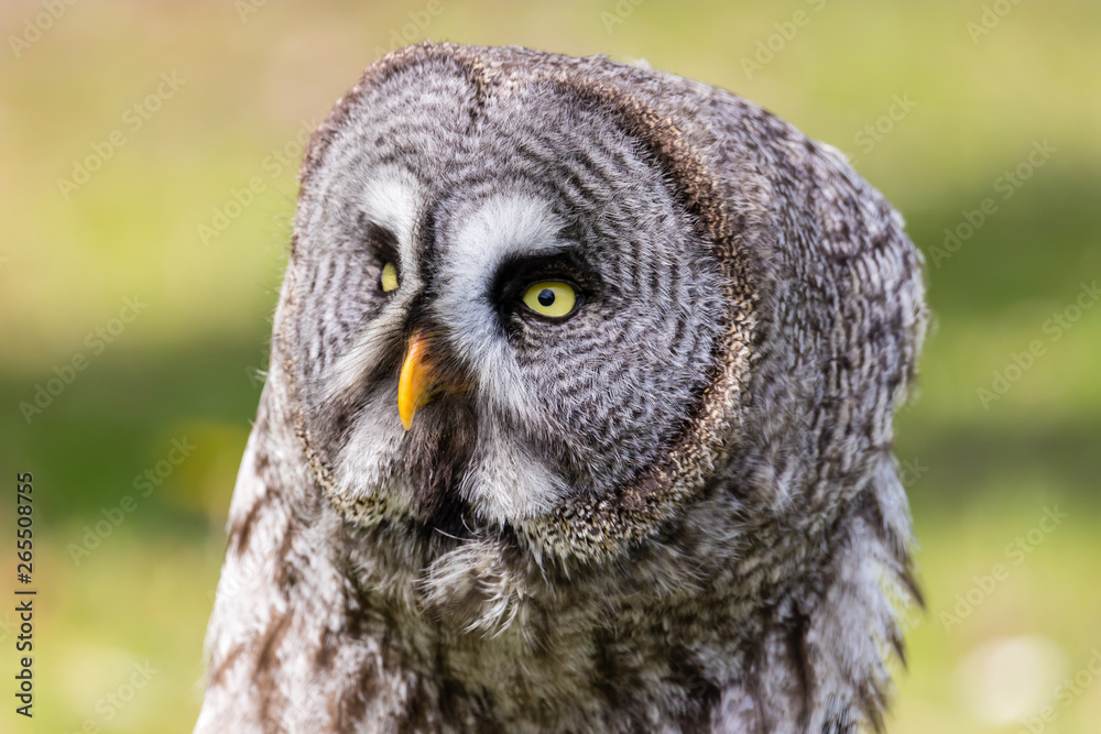 The beautiful great grey owl posing and facing