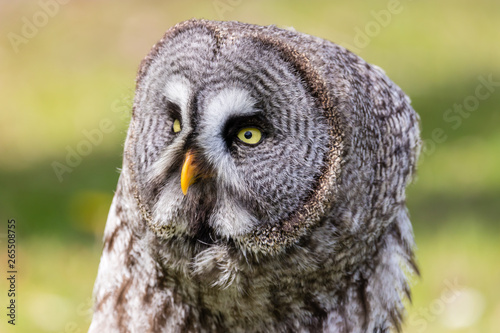The beautiful great grey owl posing and facing