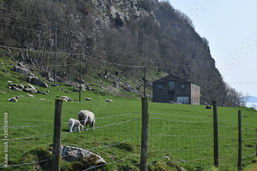 Sheep and lambs graze on a green pasture. Livestock and agriculture in Norway.