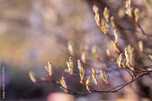 Spring Branch with young leaves