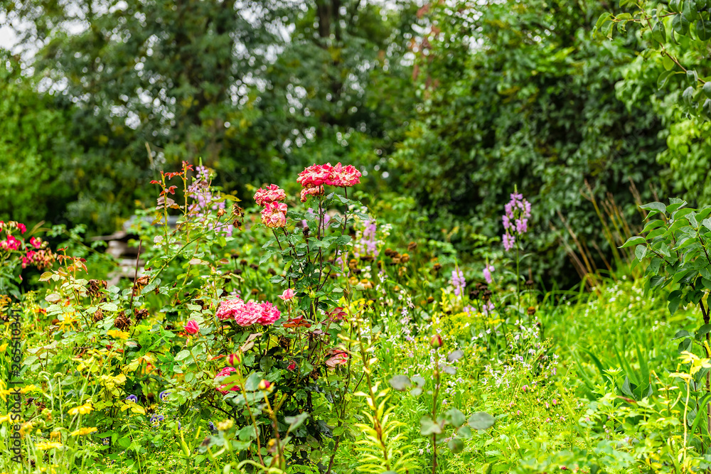 Pink rose flowers in backyard in park during summer day with red colorful blooms on bush in overgrown garden Pink rose flowers in backyard in park during summer day with red colorful blooms on bush in overgrown garden