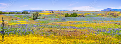 Wildflowers blooming on the rocky soil of North Table Mountain Ecological Reserve, Oroville, Butte County, California photo