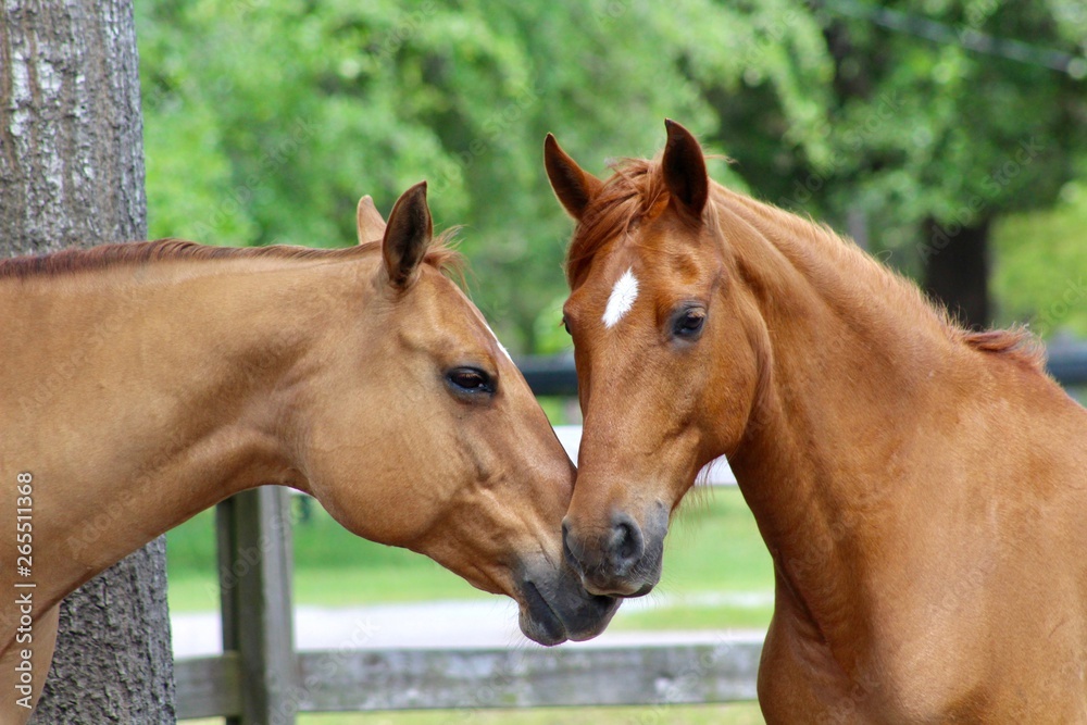 Fototapeta premium Beautiful Chestnut Horses Sniffing Noses