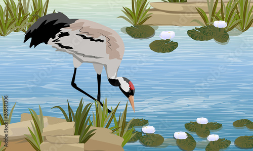 Gray Crane in a swamp or lake with white water lilies. The pond is a tree with tall grass. Common crane or Grus grus or Eurasian crane. Wildlife of America and Europe. Realistic Vector Landscape