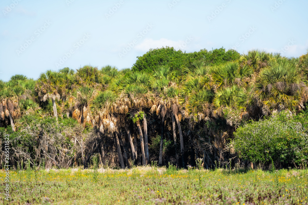 Many palm trees grove forest by deep hole in Myakka River State Park in Sarasota, Florida Many palm trees grove forest by deep hole in Myakka River State Park in Sarasota, Florida