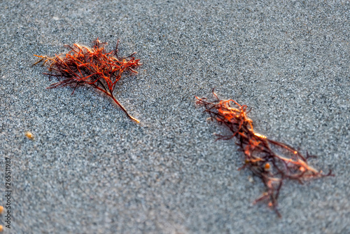 Closeup of washed up seaweed during red tide algae bloom toxic in Naples beach in Florida Gulf of Mexico during sunset on sand photo