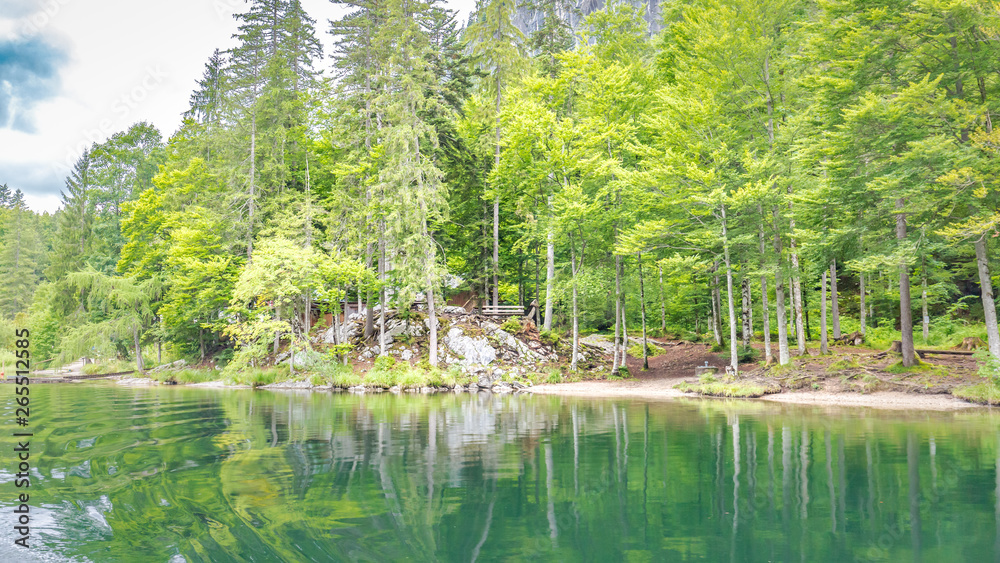 Obraz premium Beautiful reflection of pine tree in a lake