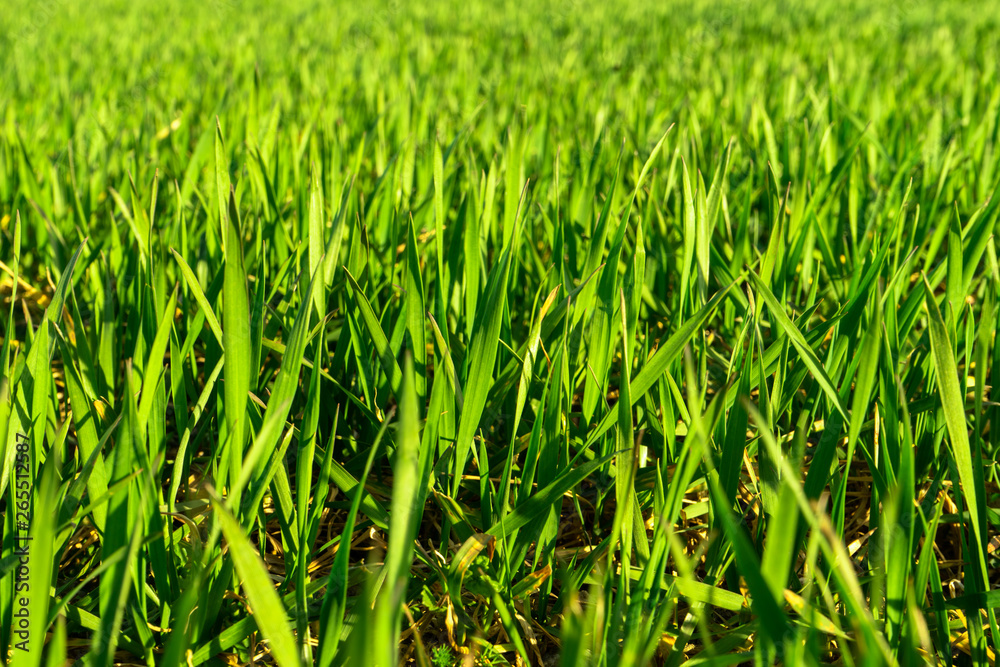 Fototapeta premium Sunny field of bright green fresh plants. Ecological agriculture concept. Real is beautiful