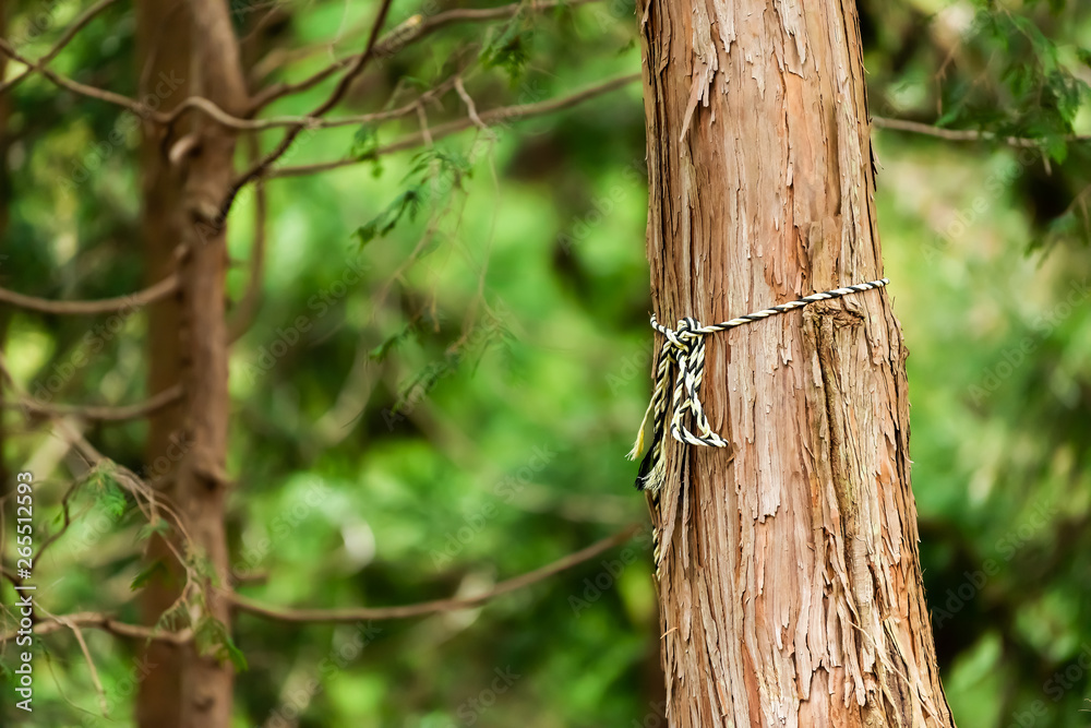 Green pine tree in early spring forest in Gifu Prefecture, Japan garden park with rope around trunk Green pine tree in early spring forest in Gifu Prefecture, Japan garden park with rope around trunk