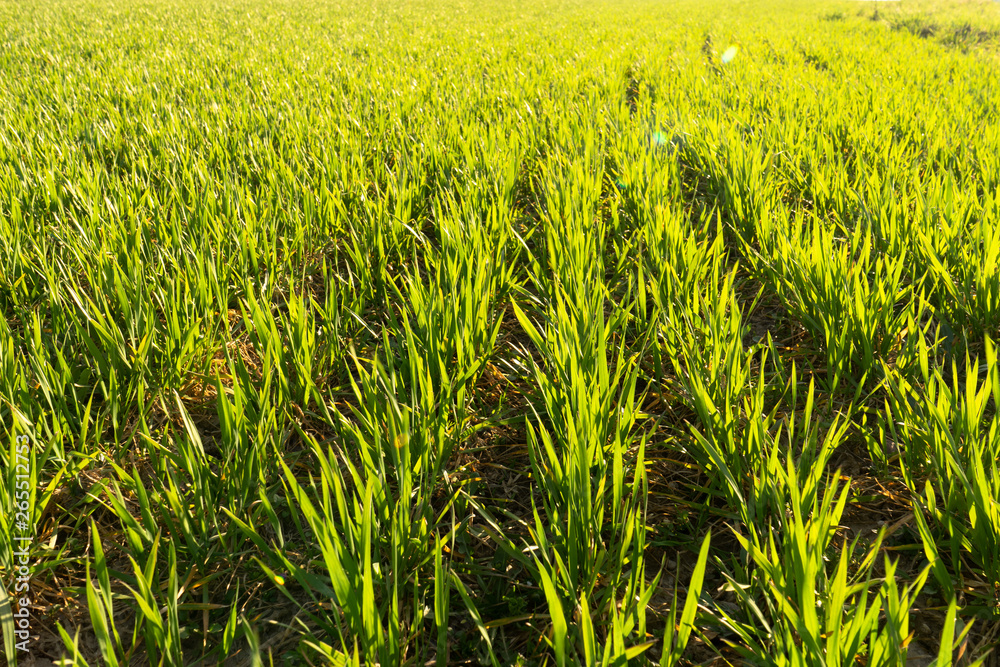 Obraz premium Sunny field of bright green fresh plants. Ecological agriculture concept. Real is beautiful