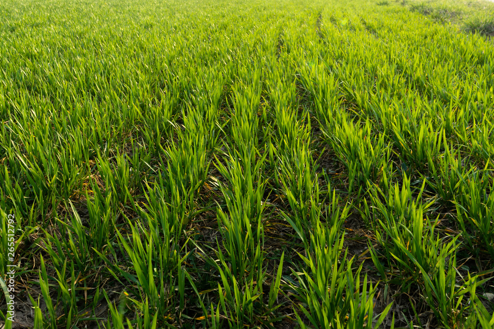 Sunny field of bright green fresh plants. Ecological agriculture concept. Real is beautiful Sunny field of bright green fresh plants. Ecological agriculture concept. Real is beautiful