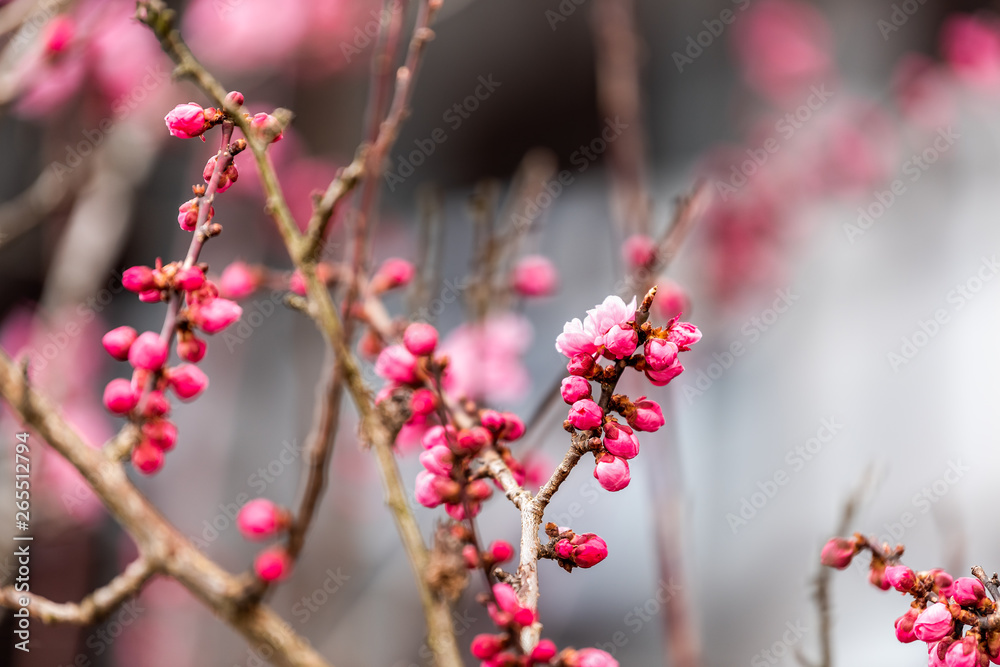 Takayama, Gifu Prefecture, Japan cherry blossom sakura tree in early spring with buds blooming opening in garden with bokeh blurry background Takayama, Gifu Prefecture, Japan cherry blossom sakura tree in early spring with buds blooming opening in garden with bokeh blurry background