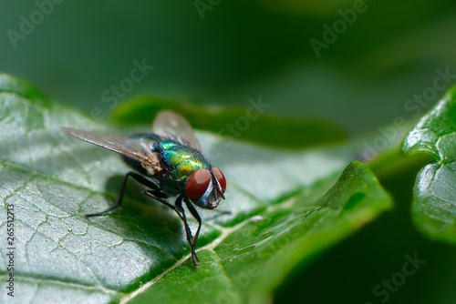 Fototapete Common fly on leaf