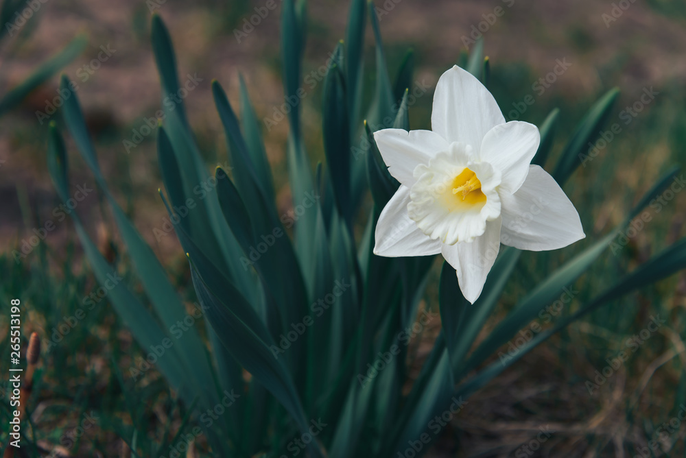 White flower of narcissus against the background of green grass White flower of narcissus against the background of green grass