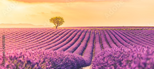 Panoramic view of French lavender field at sunset. Sunset over a violet lavender field in Provence, France, Valensole. Summer nature landscape. Beautiful summer nature scene