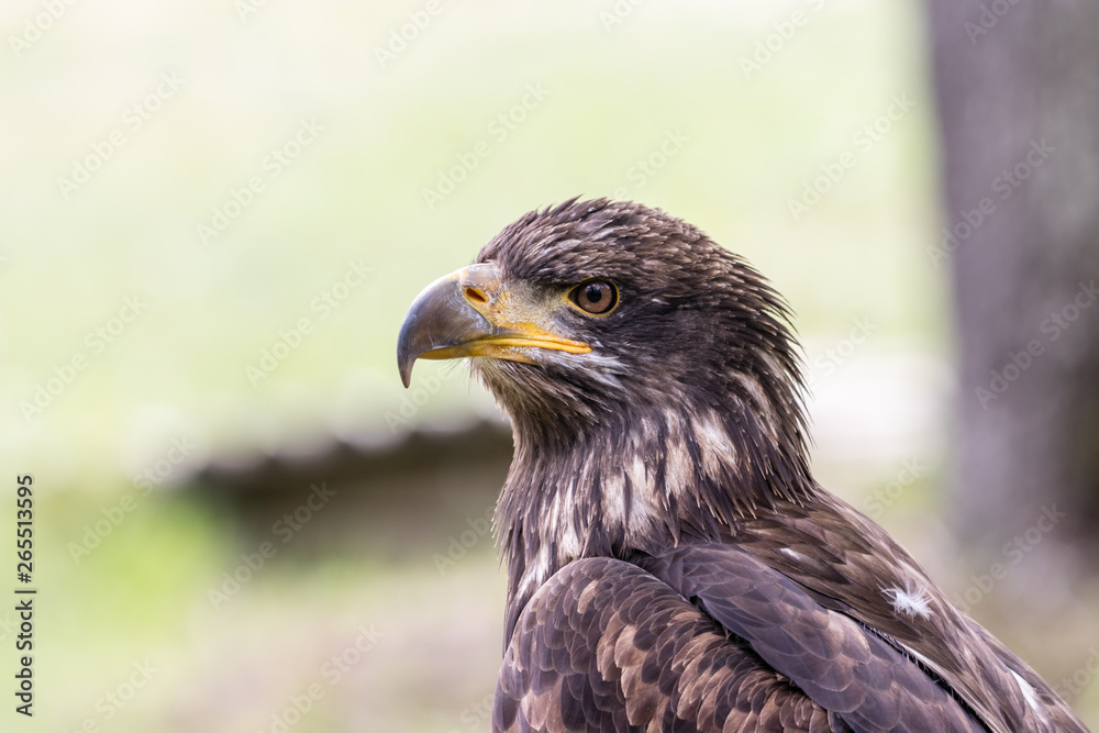 Elegant wild bald eagle flying experience Elegant wild bald eagle flying experience