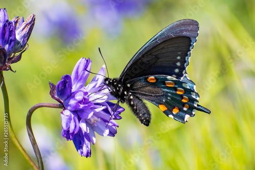 Close up of Pipevine swallowtail (Battus philenor) drinking nectar from a Blue Dick (Dichelostemma capitatum) wildflower, North Table Mountain Ecological Reserve, Oroville, California photo