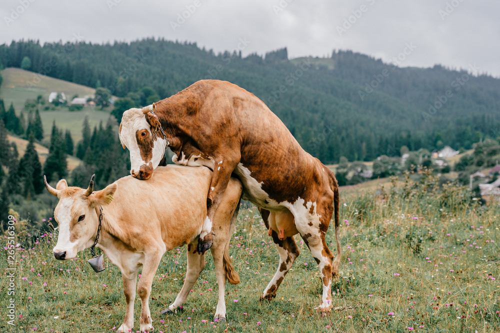 Two funny spotted cows playing sex games on pasture in highland  in summer day. Cattle mating on field with beautiful landscape view at mountains and forest on background.  Animal mating habits.