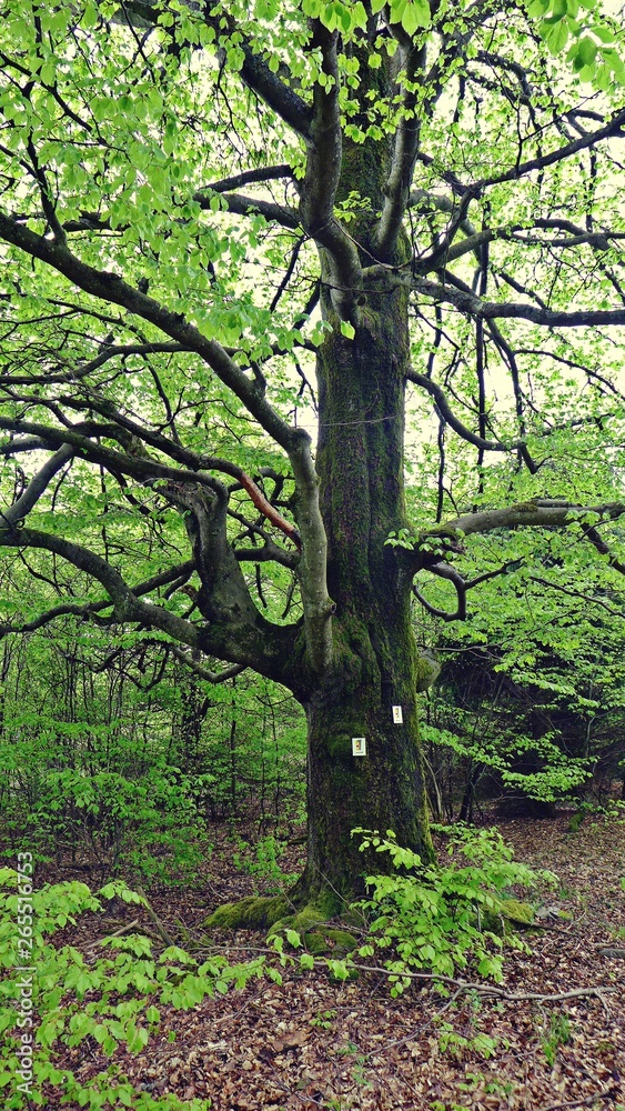Alte Buche Alte Buche