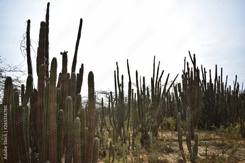 Cactus en el desierto 