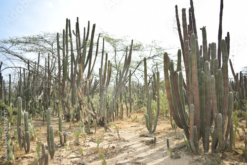 Cactus en terrero árido 