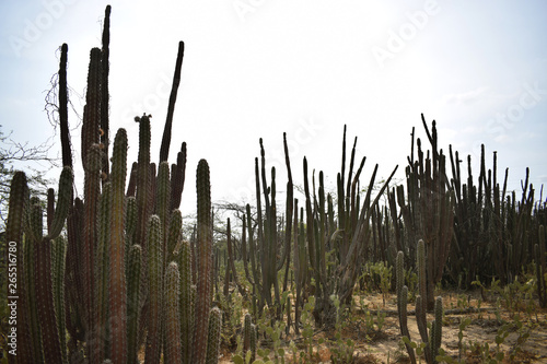 Cactus en el desierto 